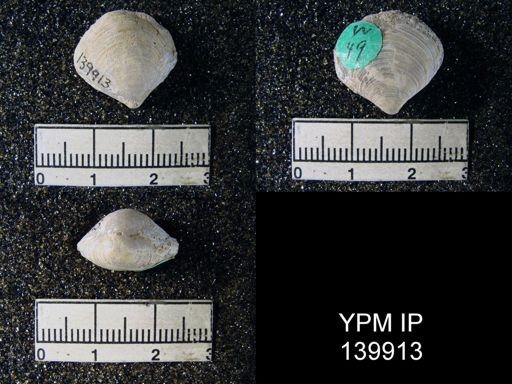 Athyris capillata