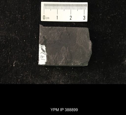 undet. Hexapoda