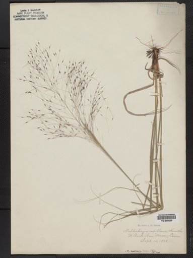 Muhlenbergia capillaris