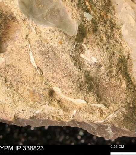 undet. Mollusca