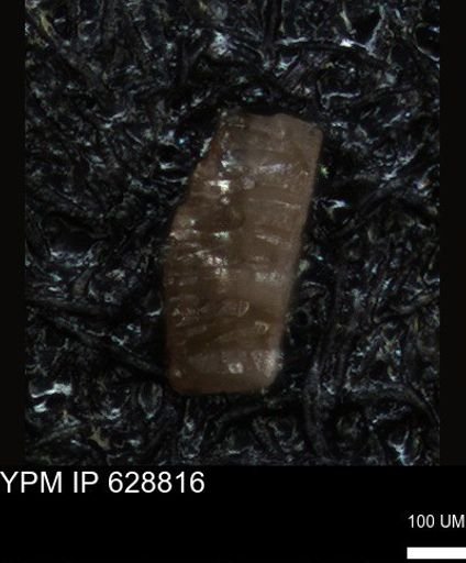 undet. Foraminiferida