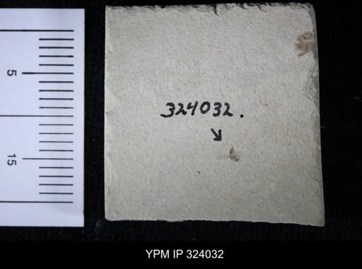 undet. Diptera