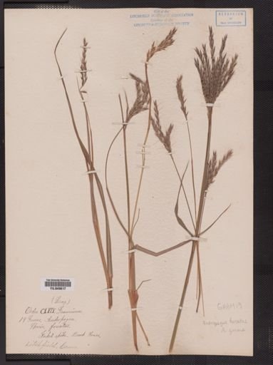 Andropogon gerardii