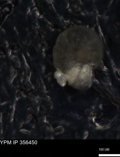 undet. Foraminiferida