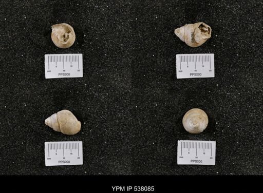 Campeloma nebrascensis