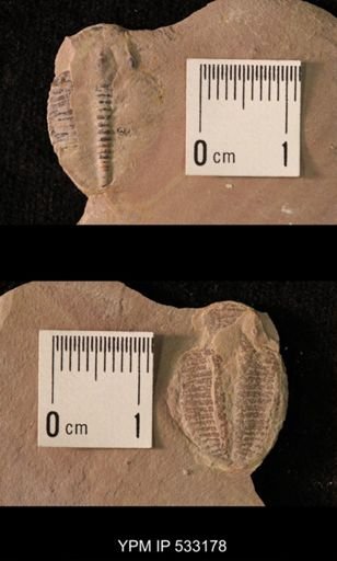 Elrathia kingi