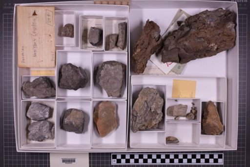 mixed taxa, stratigraphic collection