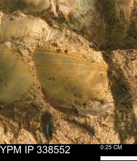 Protocardia subquadrata