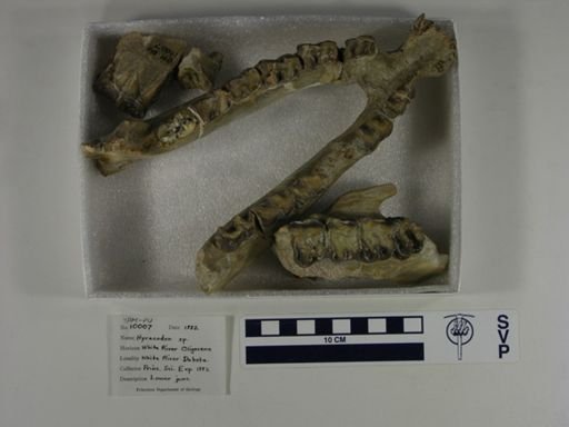 Hyracodon
