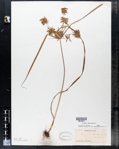 Cyperus strigosus