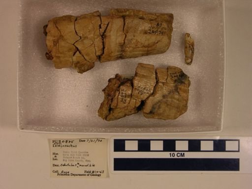 Leidyosuchus sp.