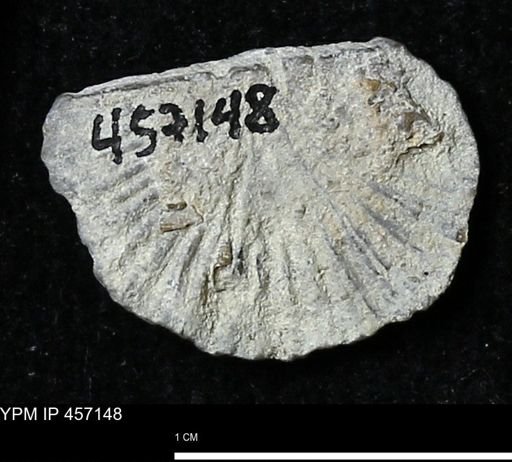 Stropheodonta sp.