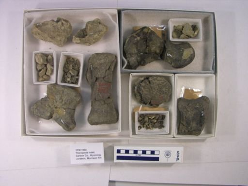 Theropoda
