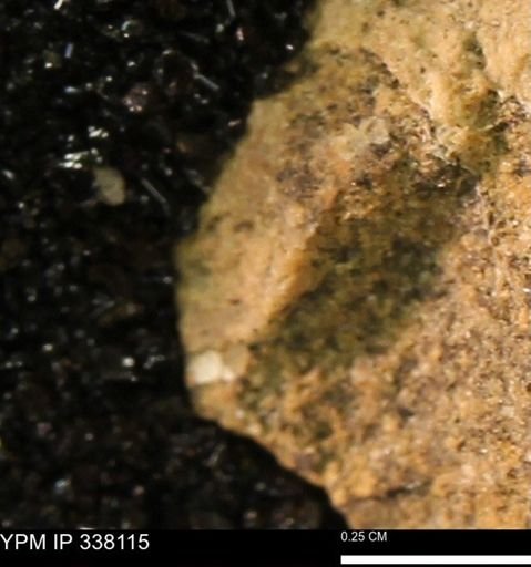 undet. Bivalvia