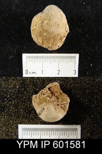 Productus lyelli
