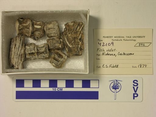 undet. Actinopterygii