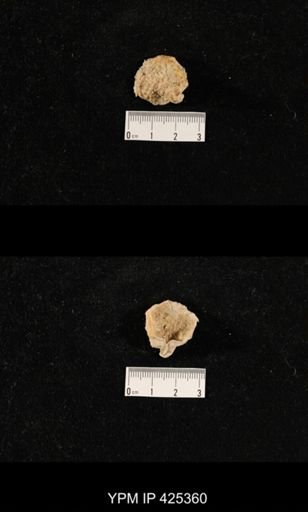 Sphenosteges sp.