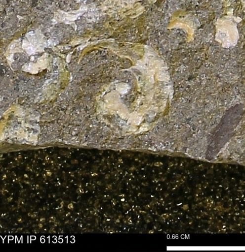 Scaphites sp.