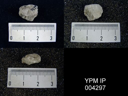 undet. Orthotetida