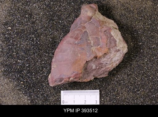 Inoceramus sp.