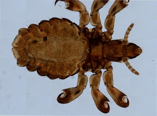Haematopinus suis