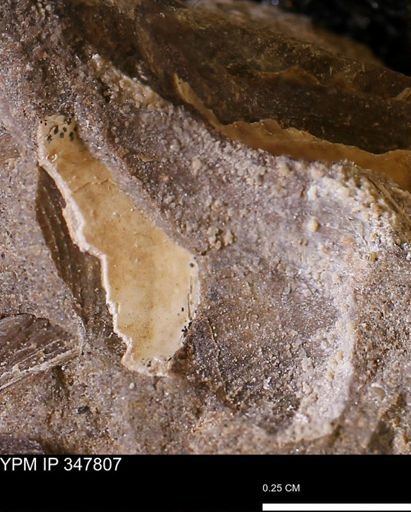 undet. Bivalvia