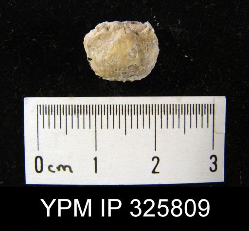 Productus