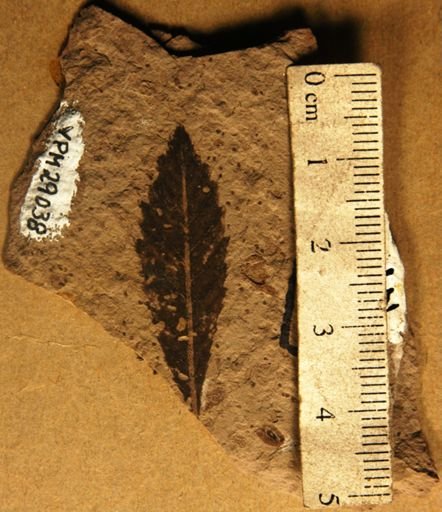 Myrica serrulata