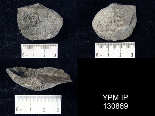 Stropheodonta concava