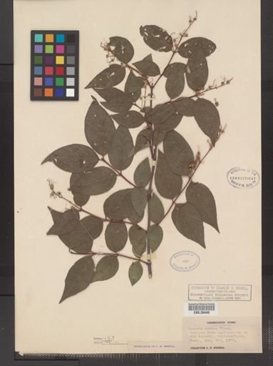 Plantae