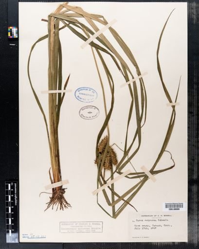 Carex retrorsa
