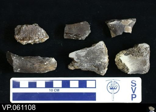 undet. Mosasauridae