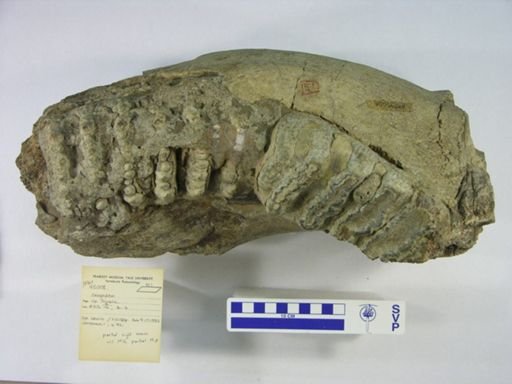 Stegodon sp.