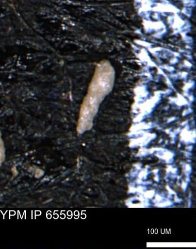 Verneuilinoides kansasensis
