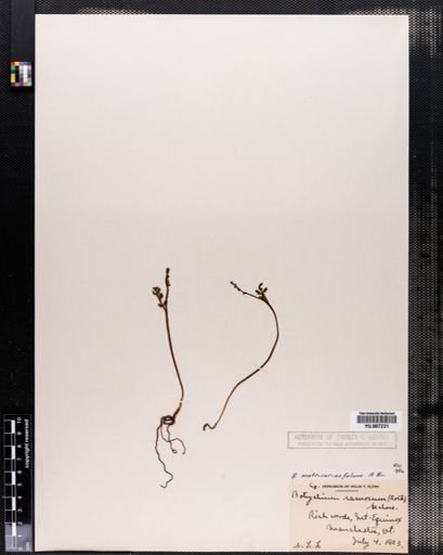 Botrychium