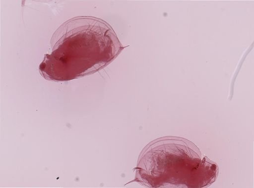 Daphnia ambigua