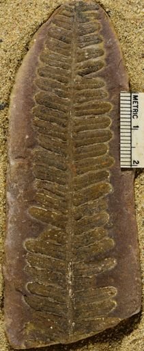 Pecopteris