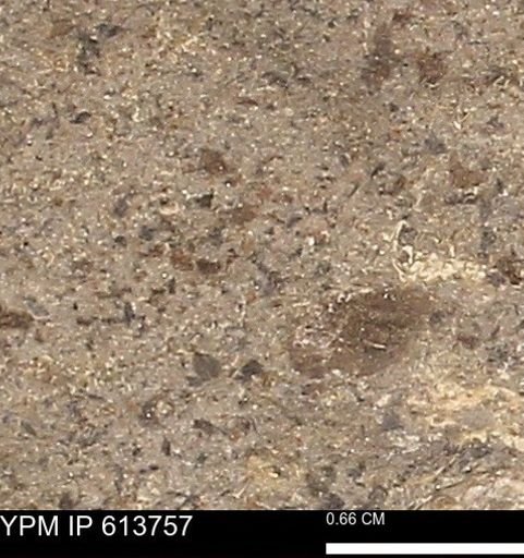 Scaphites sp.