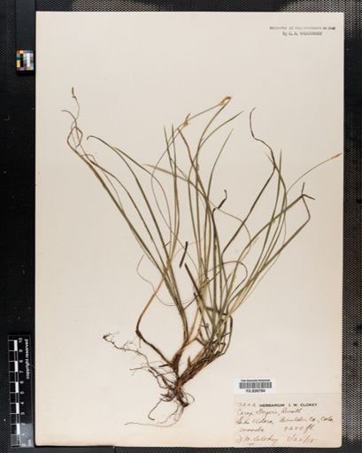 Carex geyeri