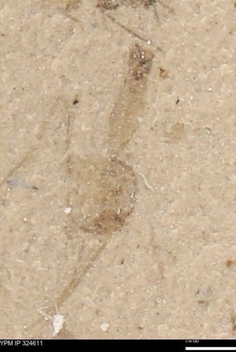 undet. Insecta