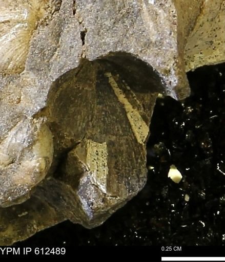 undet. Bivalvia