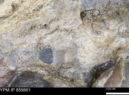 undet. Teredinidae