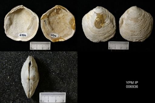 Miltha (Armimiltha) disciformis