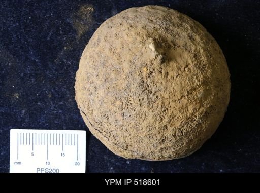 undet. Echinodermata