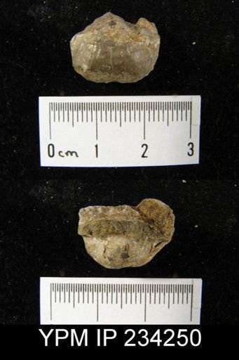 Marginifera wabashensis