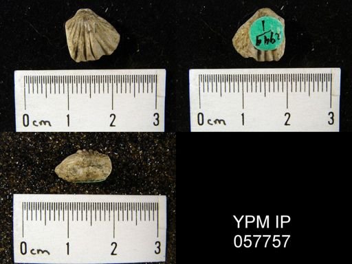 Stenoscisma formosa