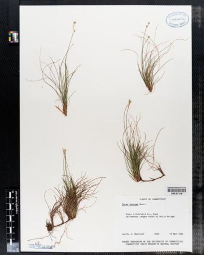 Carex eburnea