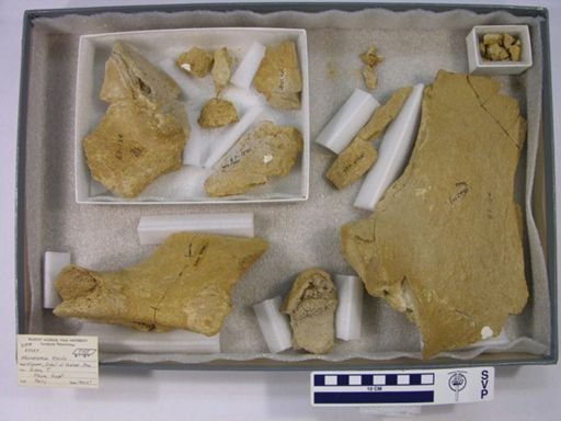 Arsinoitherium sp.