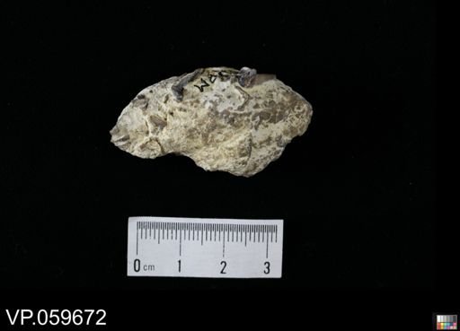 undet. Actinopterygii