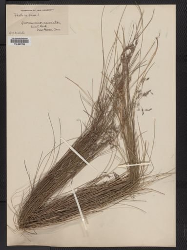 Festuca ovina